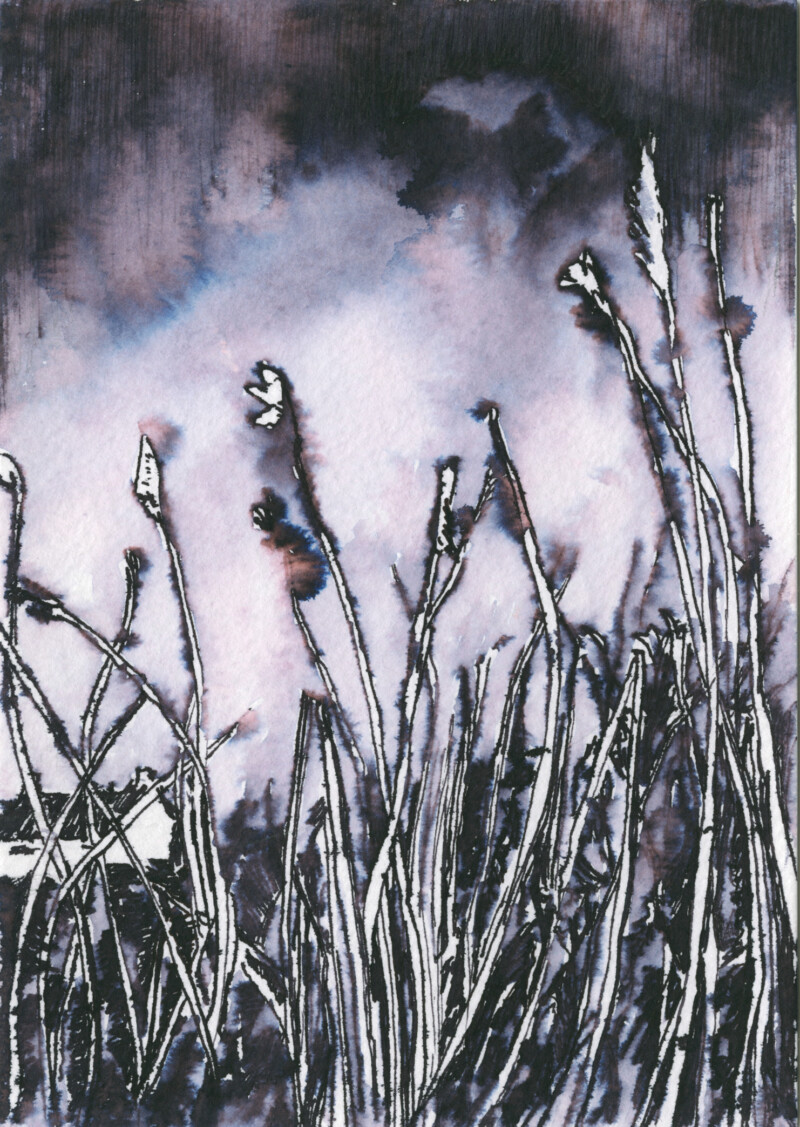 Reeds ink drawing by PJ Harvey